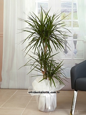 3l Dracena Marginata